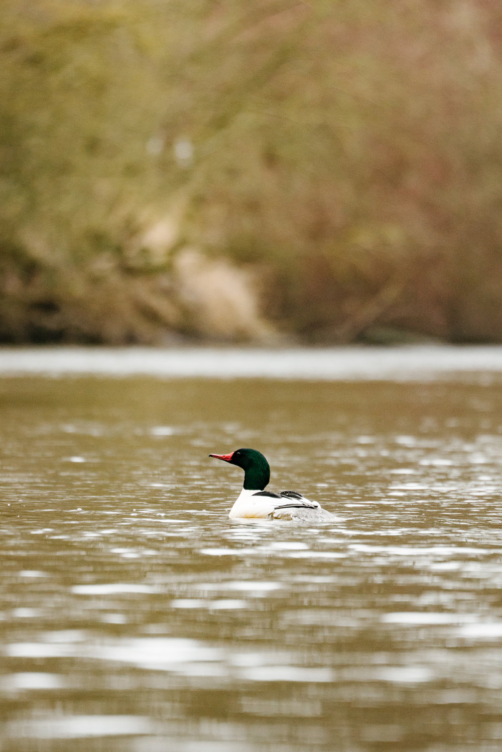 Seattle Conservation Photographer