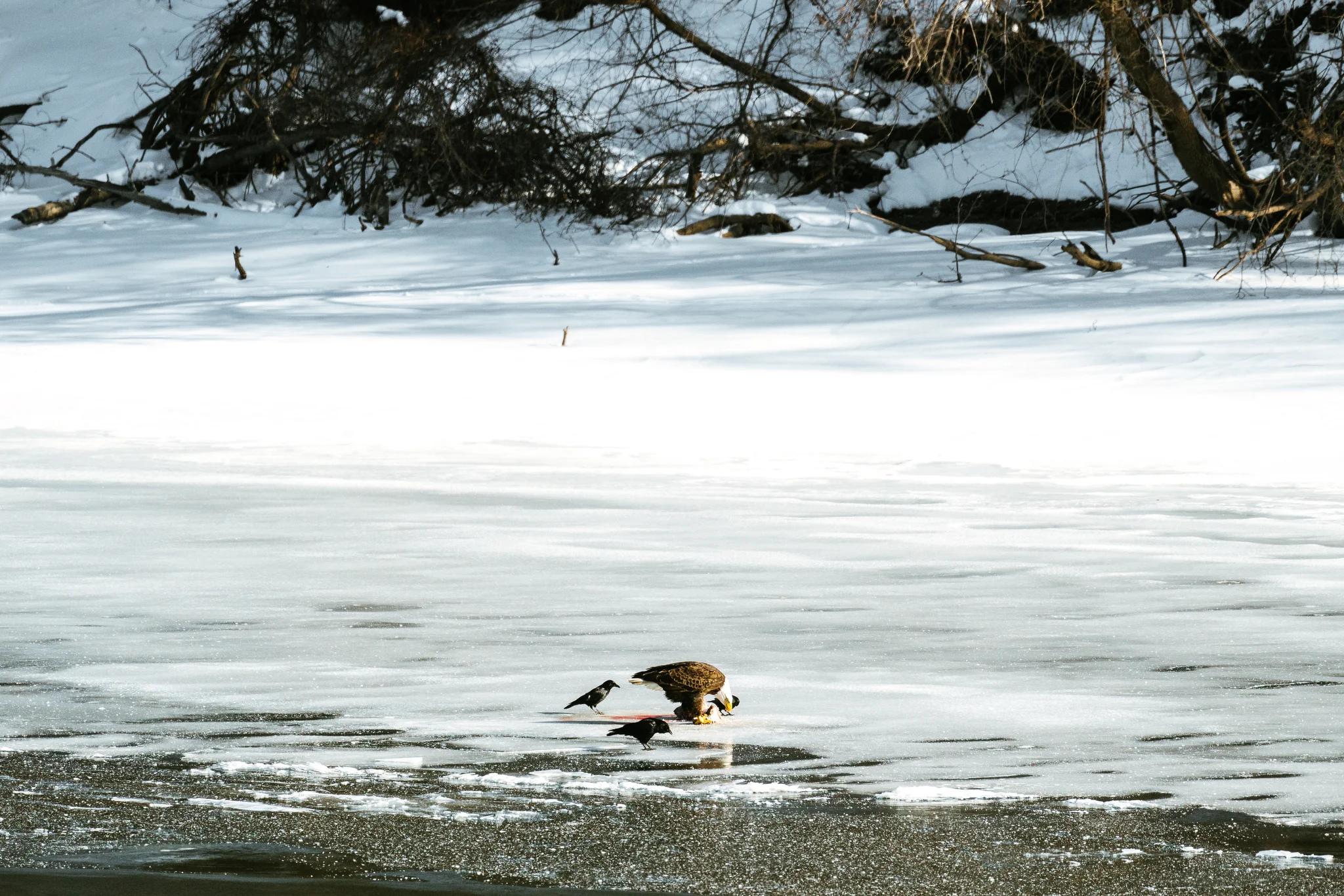 Minnesota Conservation Photographer