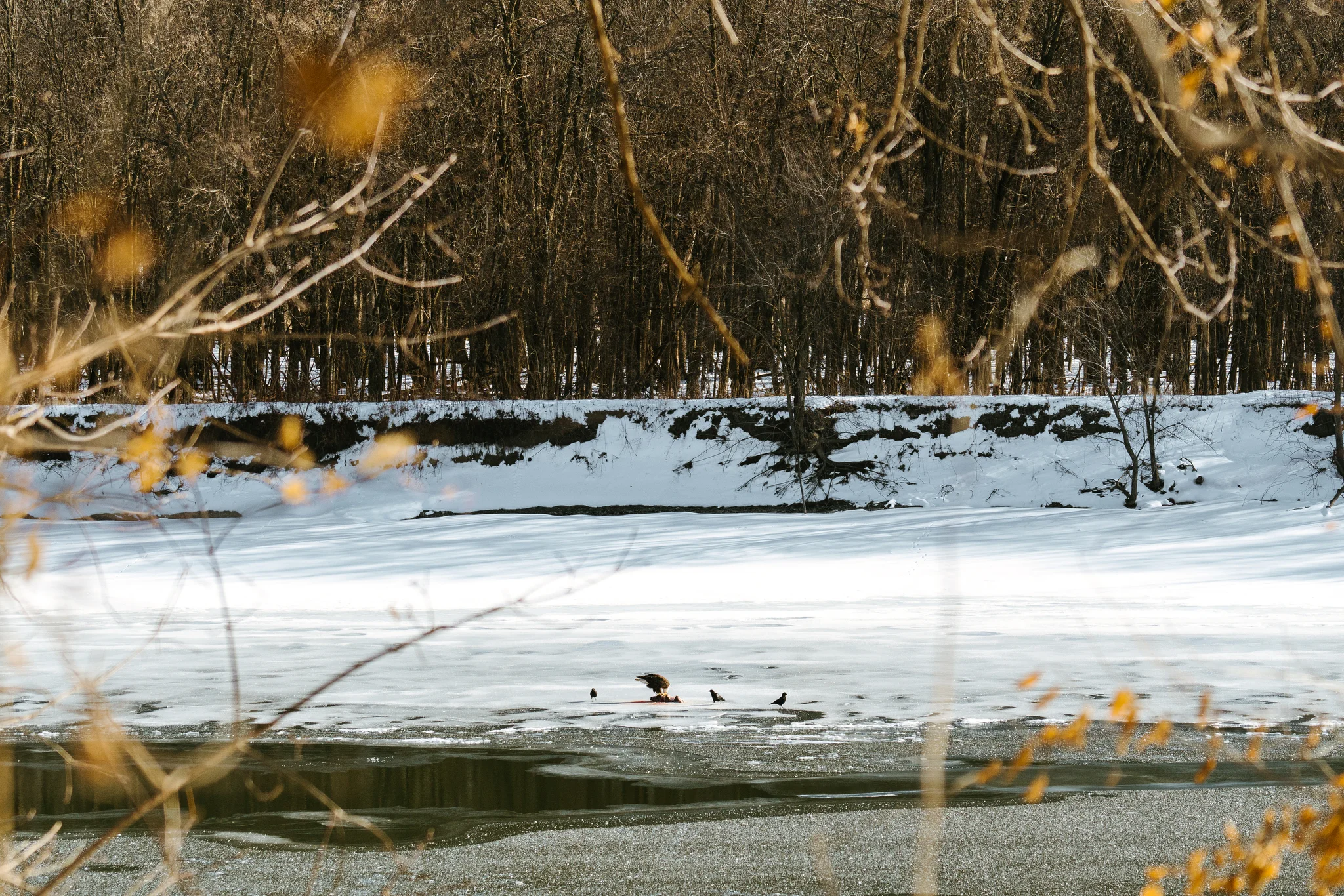 Minnesota Wildlife Photographer