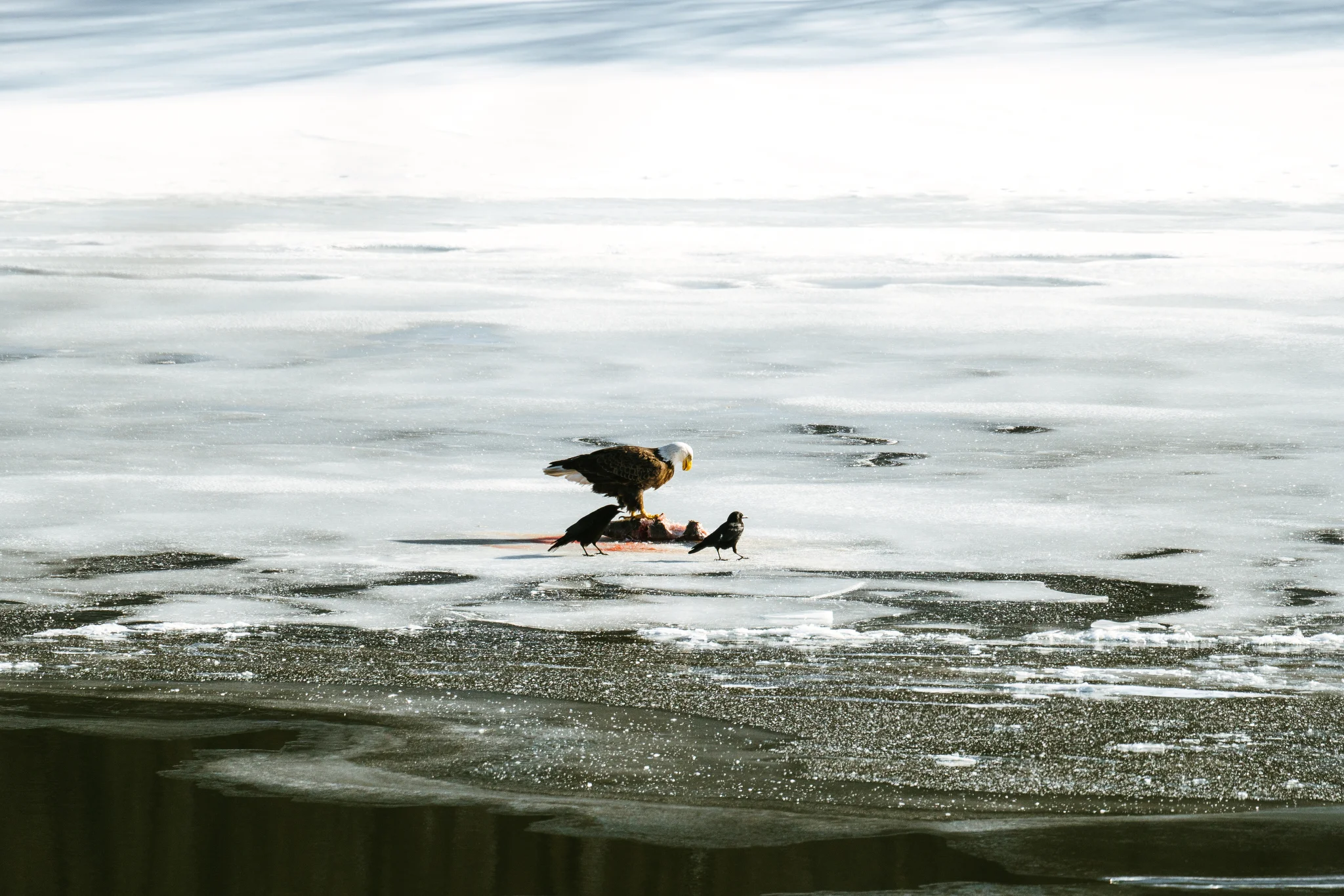Minnesota River Bald Eagle Photographs