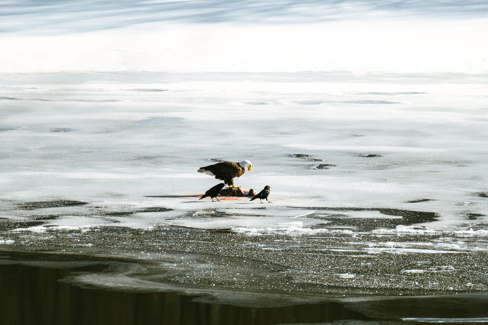 Minnesota River Bald Eagle Photographs