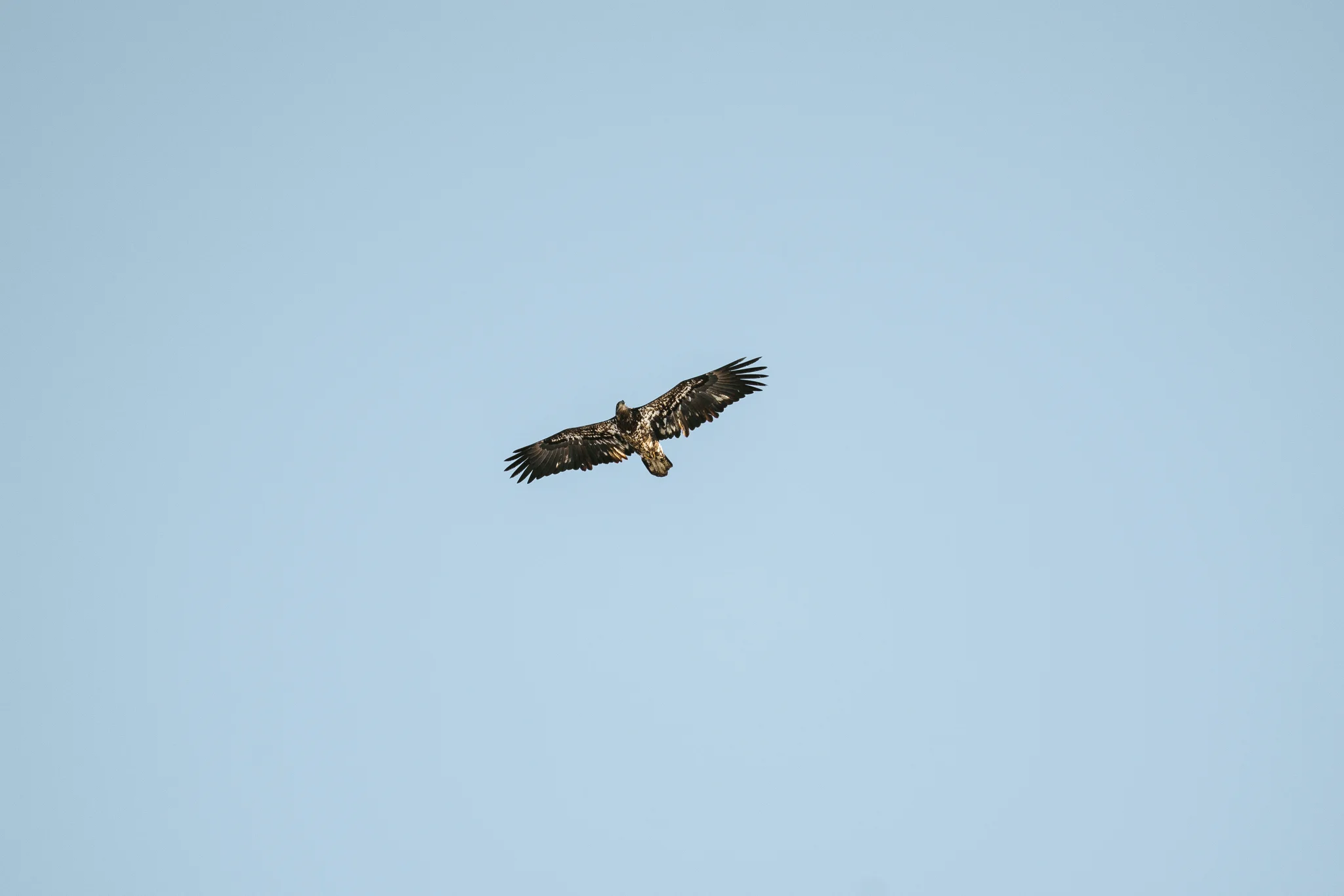 Where to see bald eagles near Minneapolis
