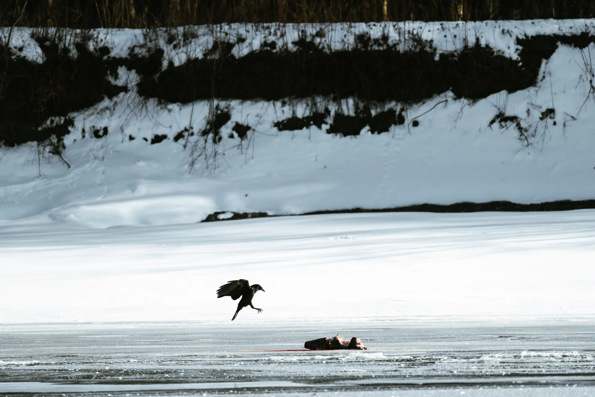 Where to find wildlife in Minnesota