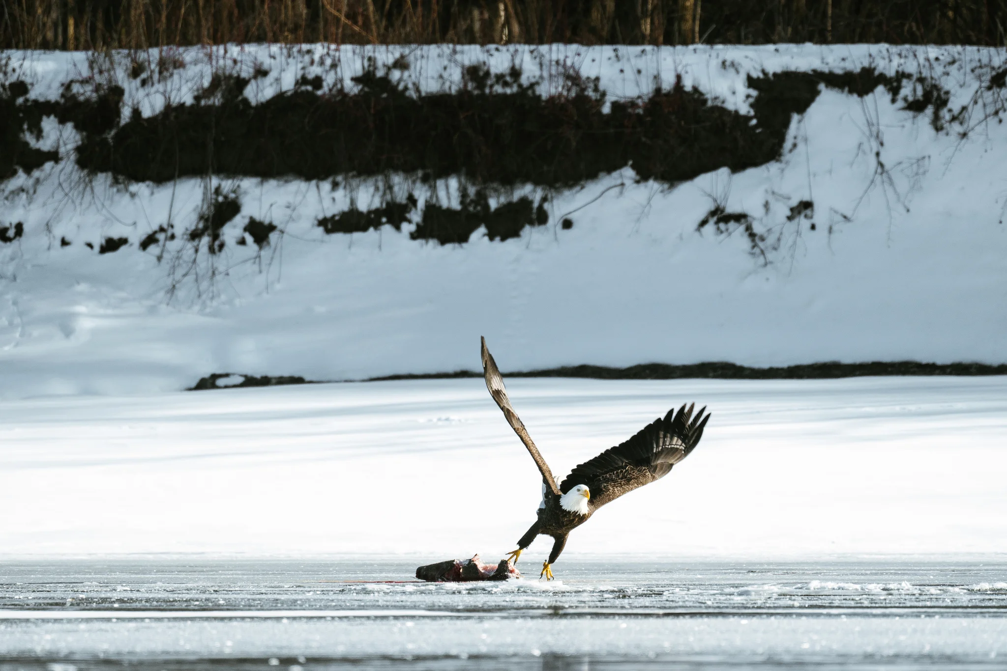 Seattle Conservation Photographer