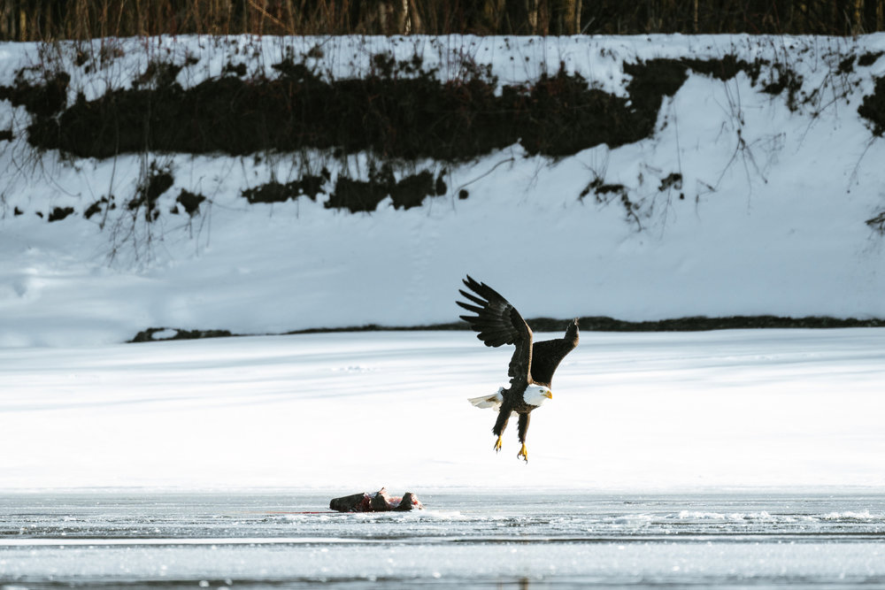 Minnesota Wildlife Photographer