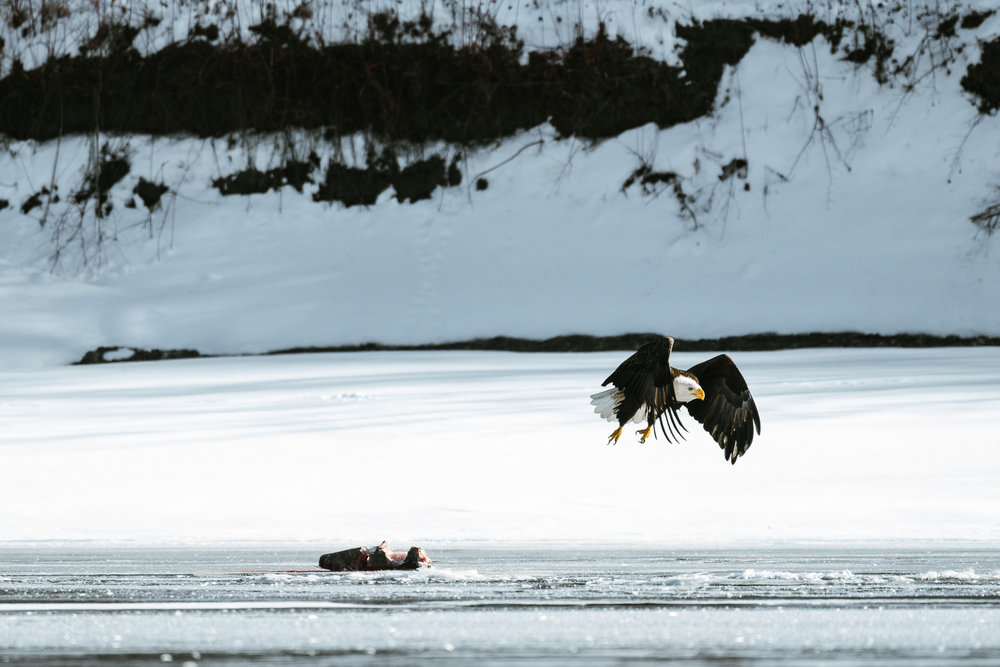 Minnesota Conservation Photographer