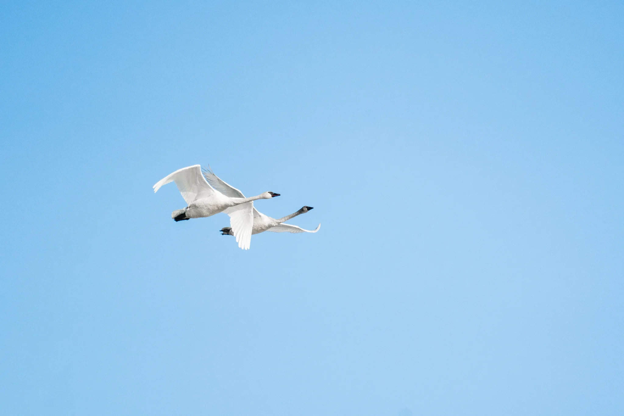 Tundra Swans Flying in Minnesota