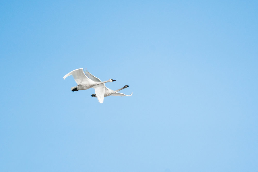 Tundra Swans Flying in Minnesota