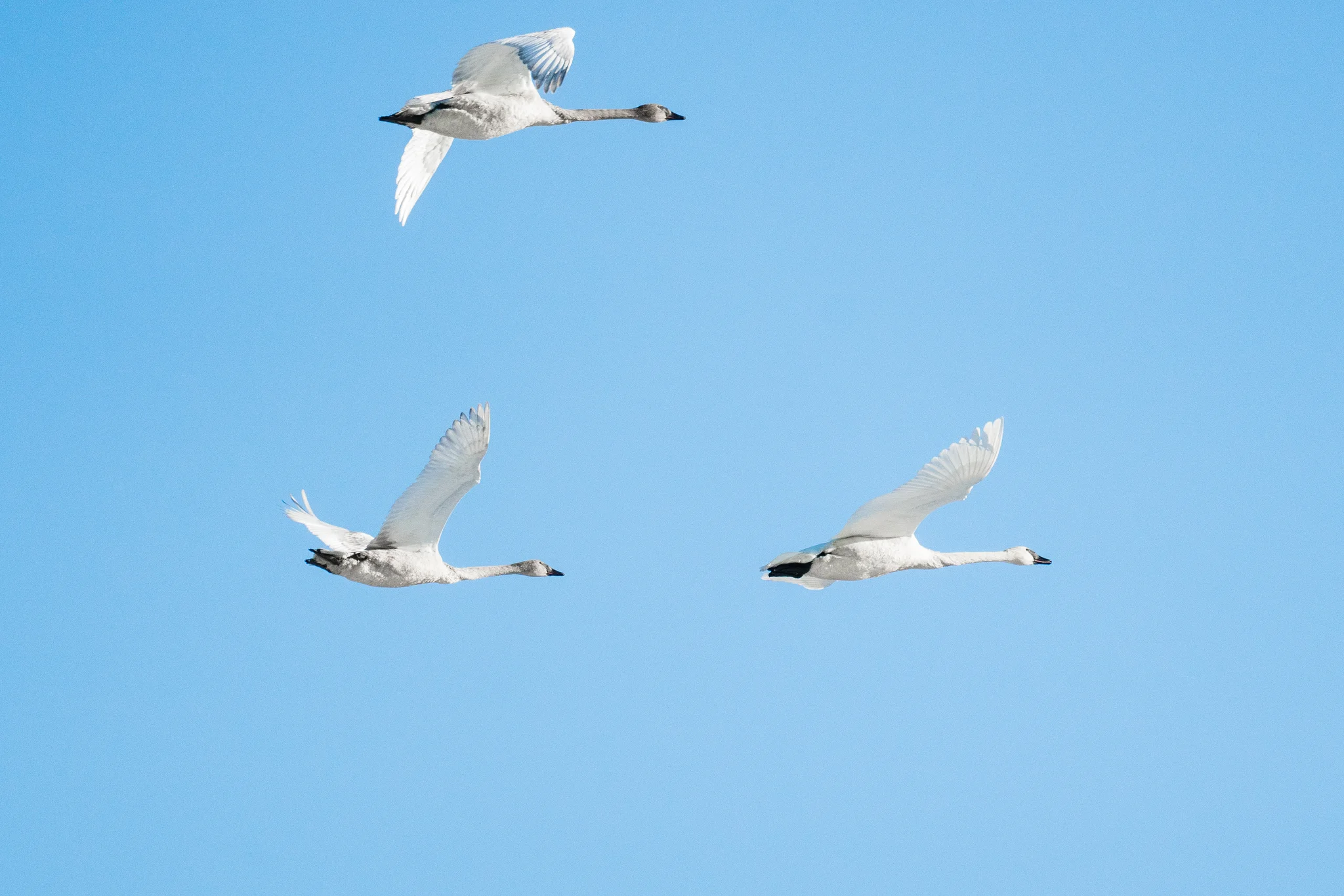 Minnesota Wildlife Photography