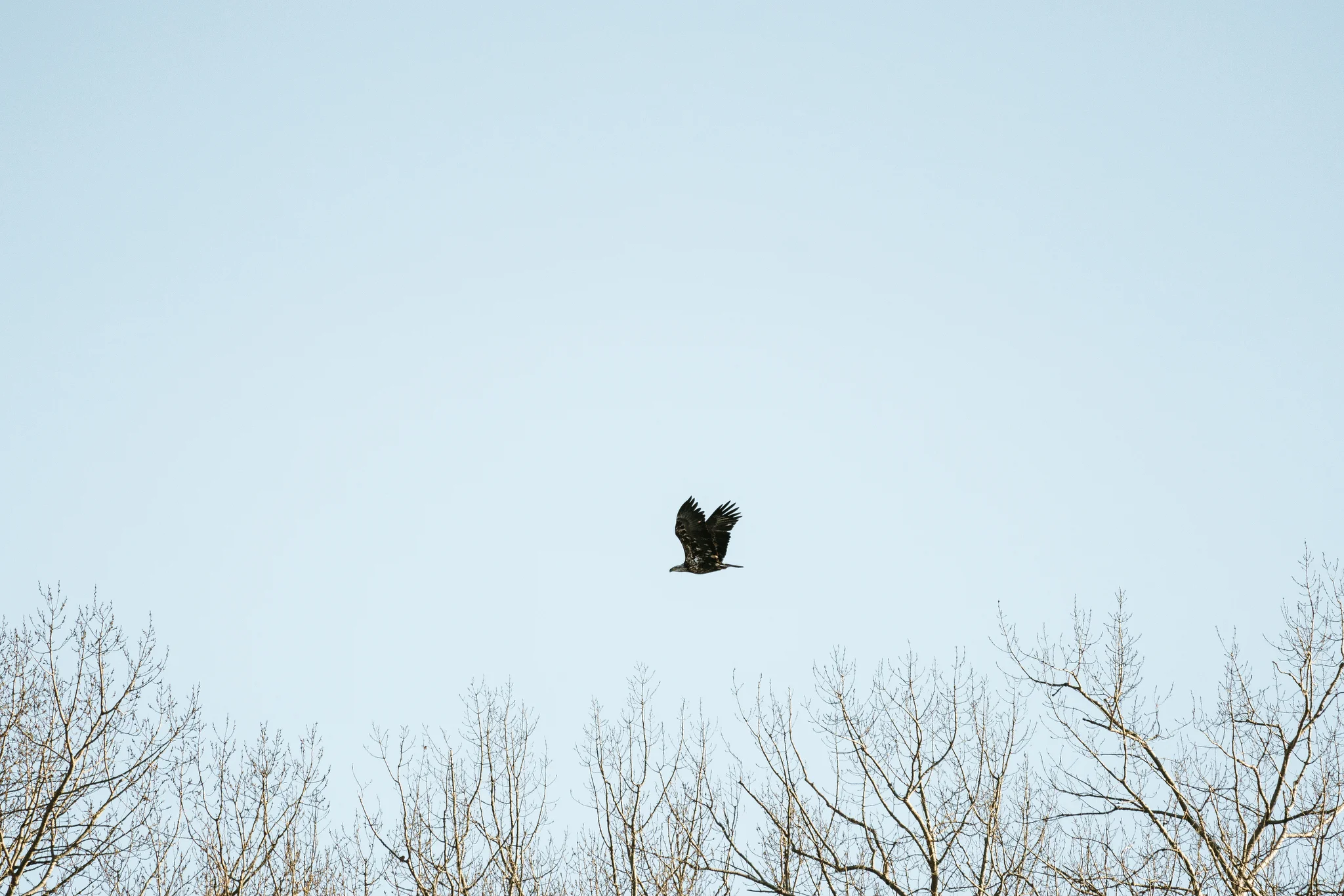 Best place to find Bald Eagles in Minnesota