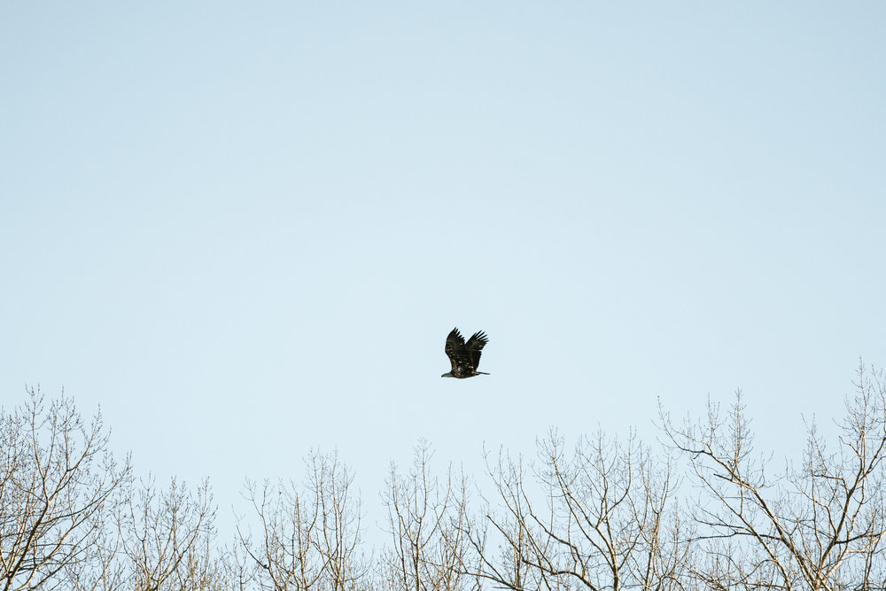 Best place to find Bald Eagles in Minnesota