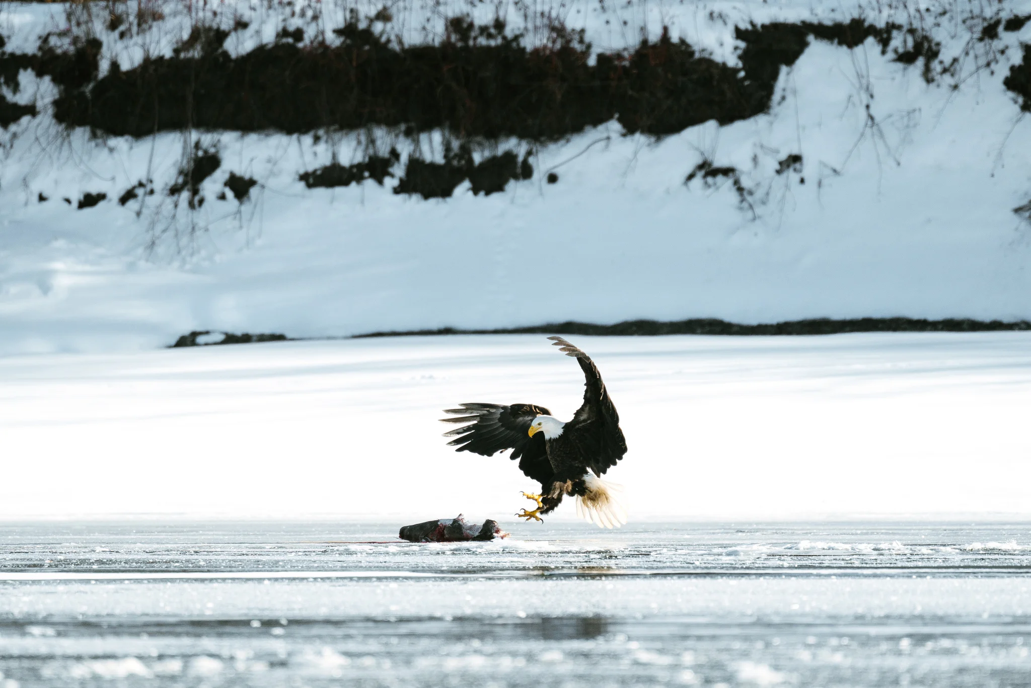 Our Urban Wilderness — Lunch on the Minnesota River