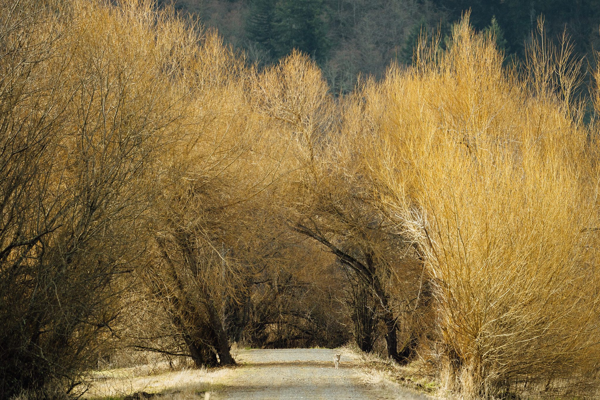 Wild Coyote at Nisqually National Wildlife Refuge
