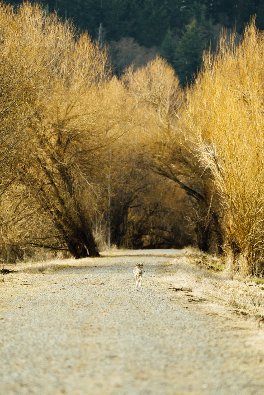 Seattle Wildlife Conservation Photographer