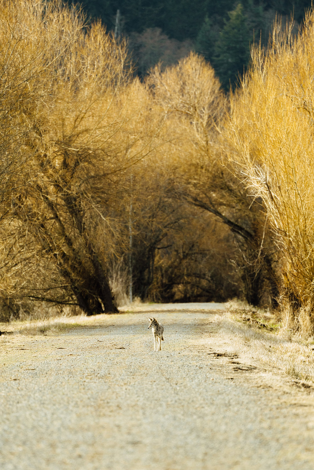 A wild coyote walking down a trail at the Nisqually National Wildlife Refuge