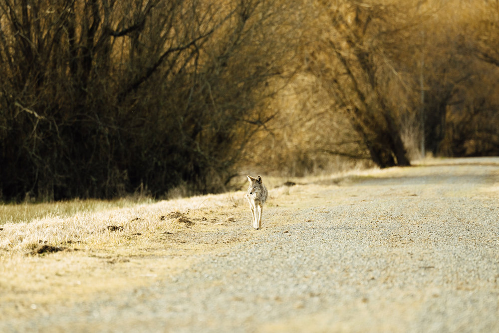A wild coyote in Olympia, Washington