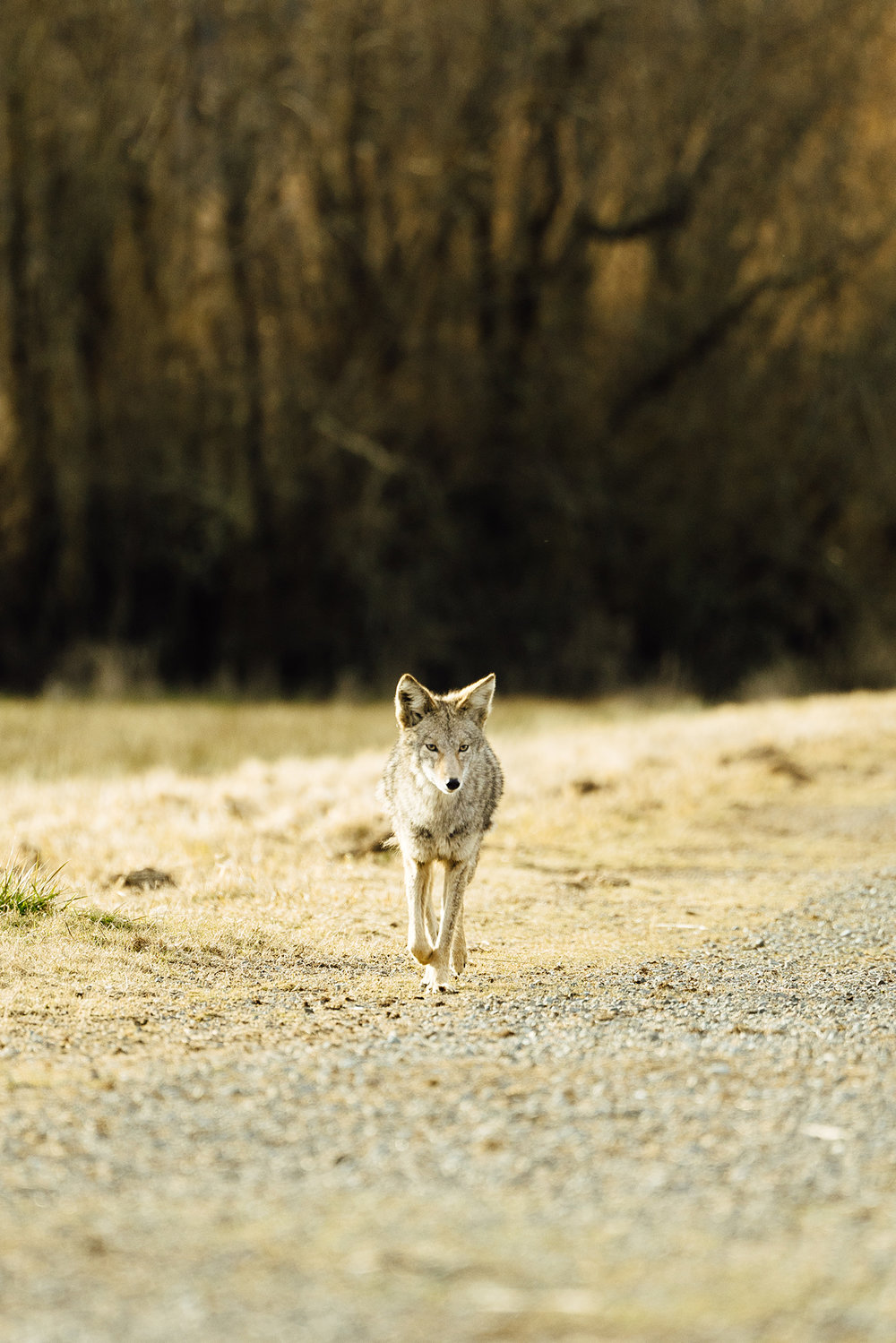 A photograph of a wild coyote in Tacoma, Washington