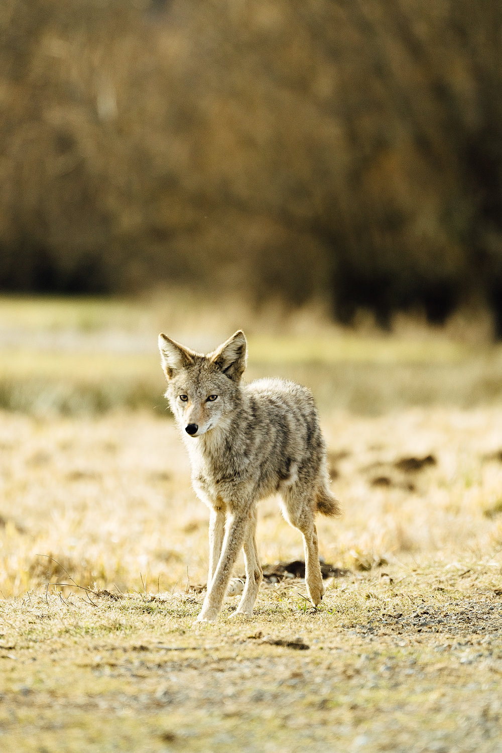 Coyote Conservation