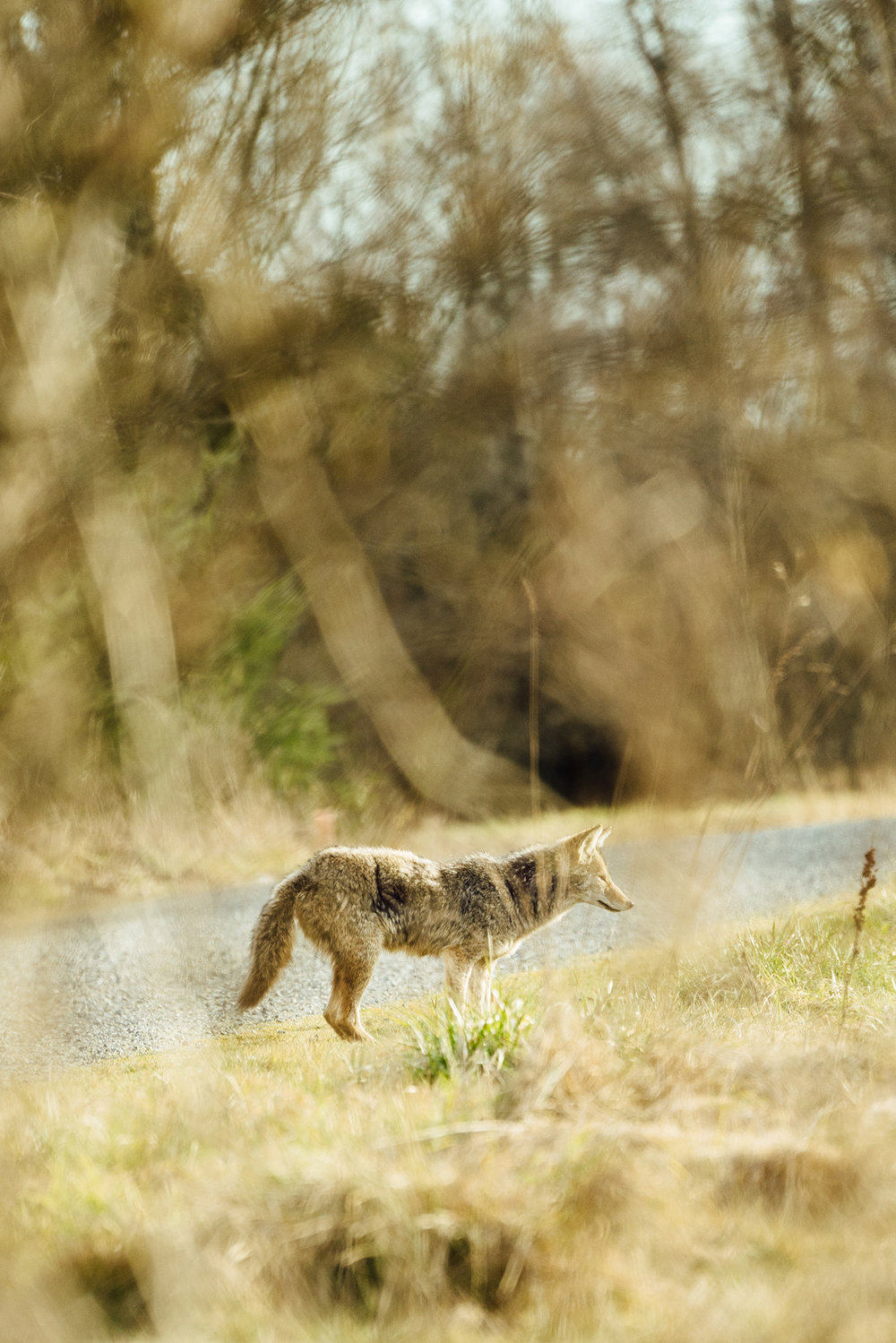 Photograph of a wild coyote hunting near Olympia, Washington