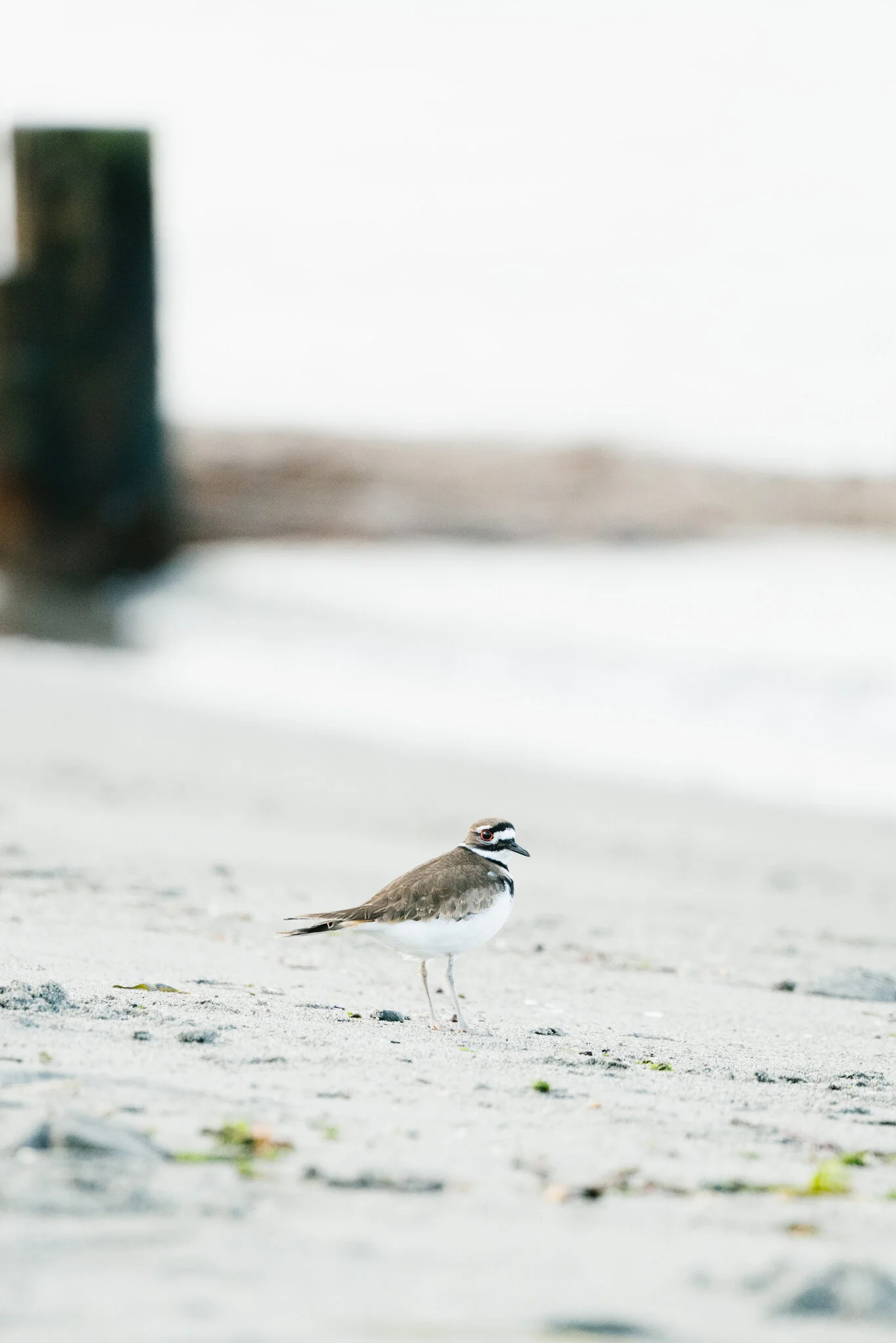 Seattle Wildlife Photographer - Killdeer Bird on a Puget Sound Beach