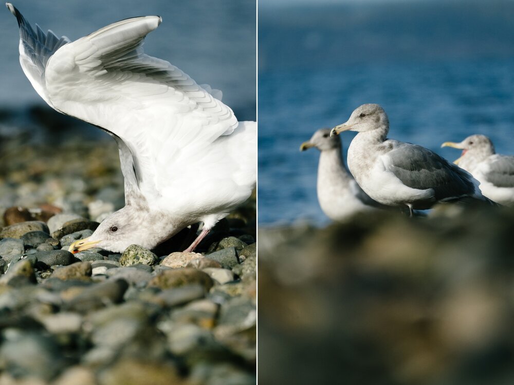 Seattle Urban Wildlife