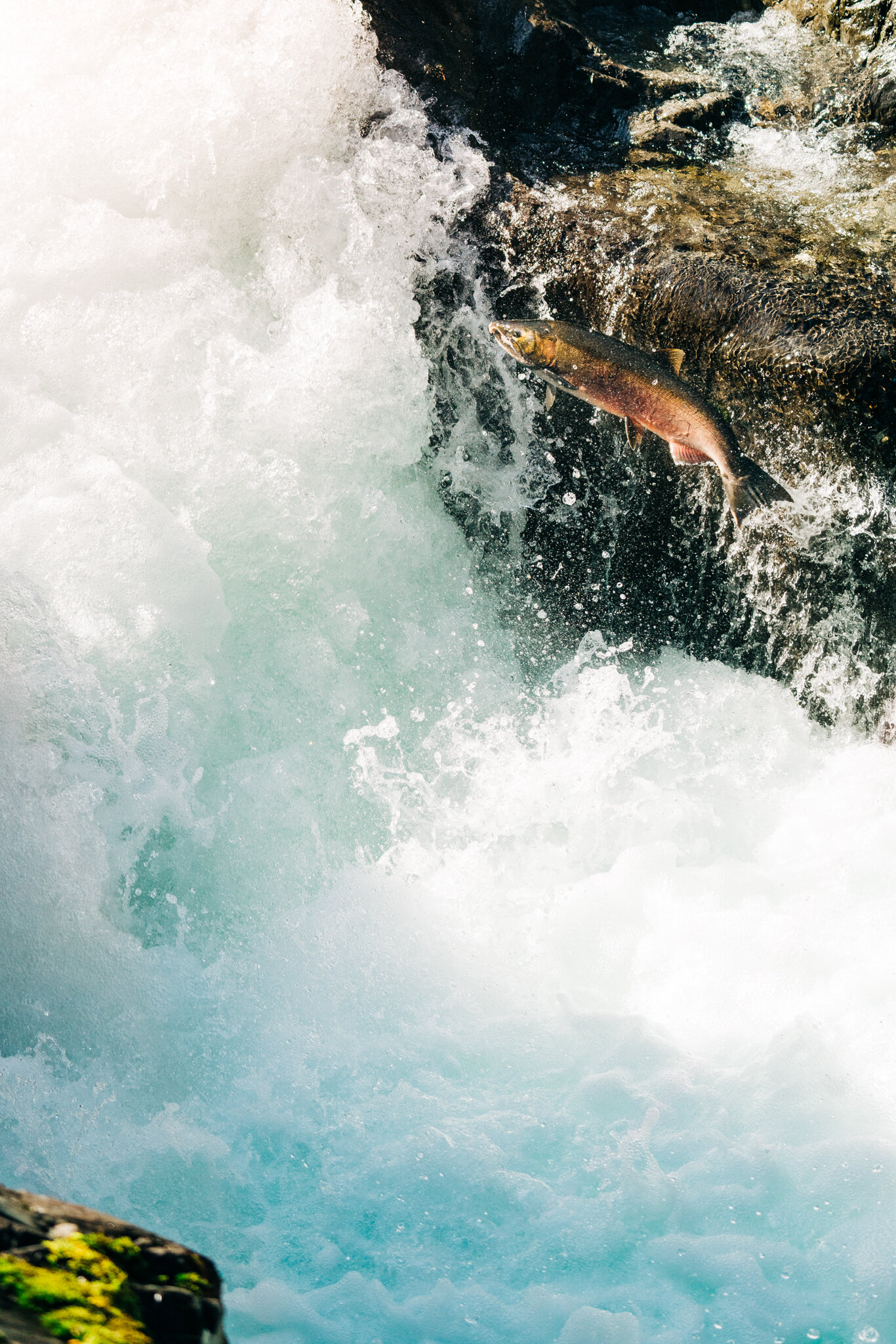 Salmon restoration in Puget Sound