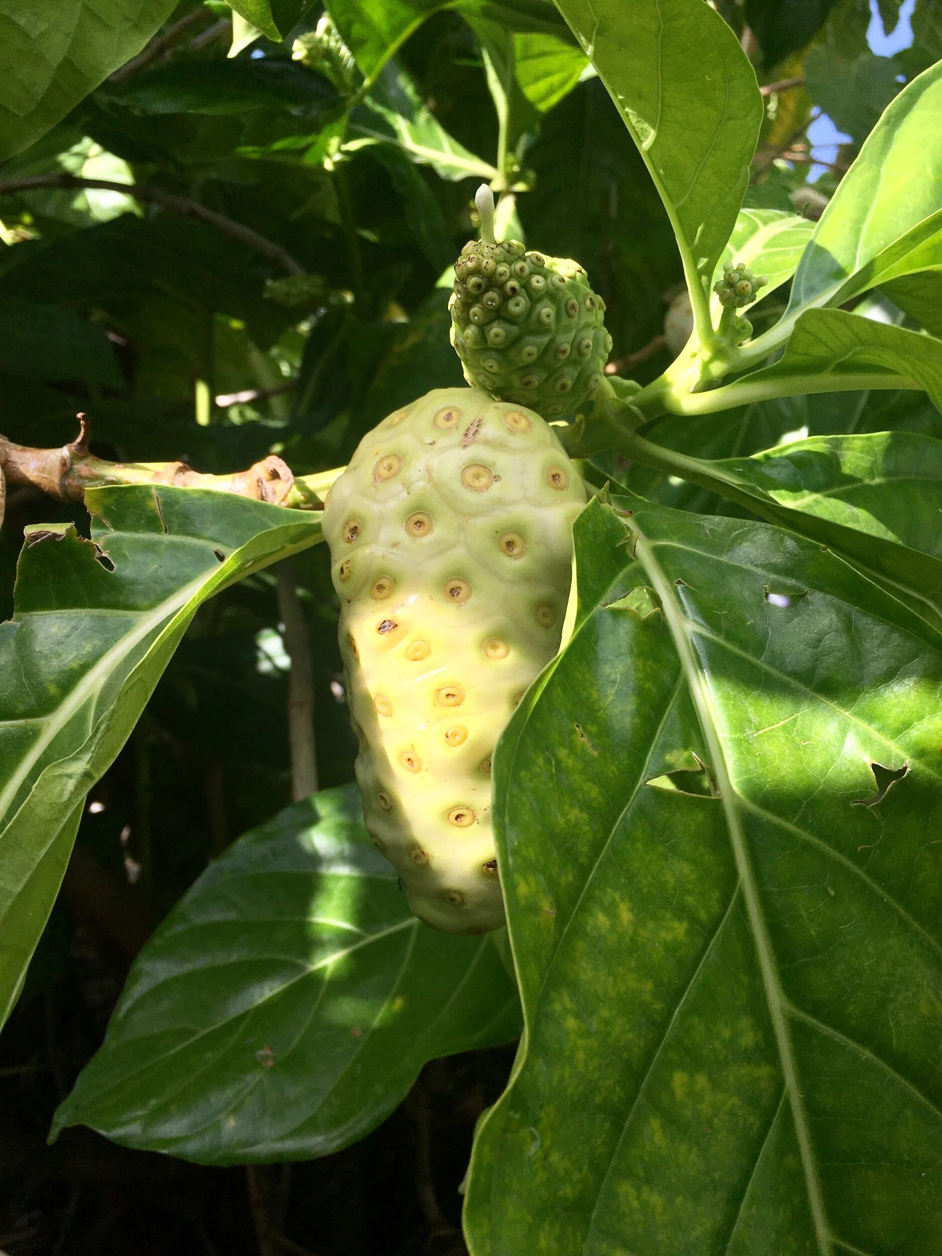 Noni, Locally Known As Starvation Fruit