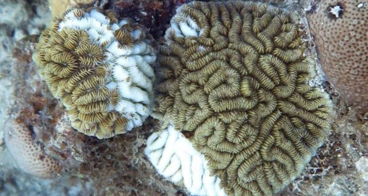 Help Save the Coral Reefs in the Virgin Islands