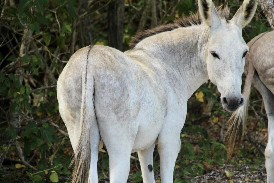 What's the Story Behind the Donkey's on St. John?