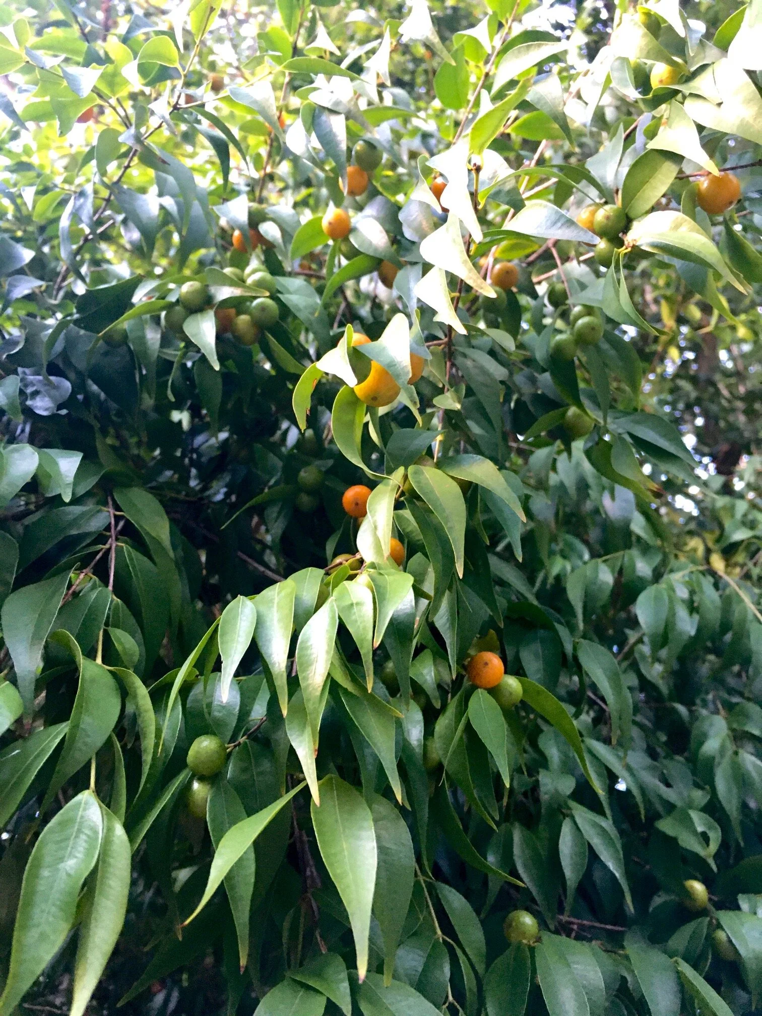 Guavaberry Season Has Finally Come!
