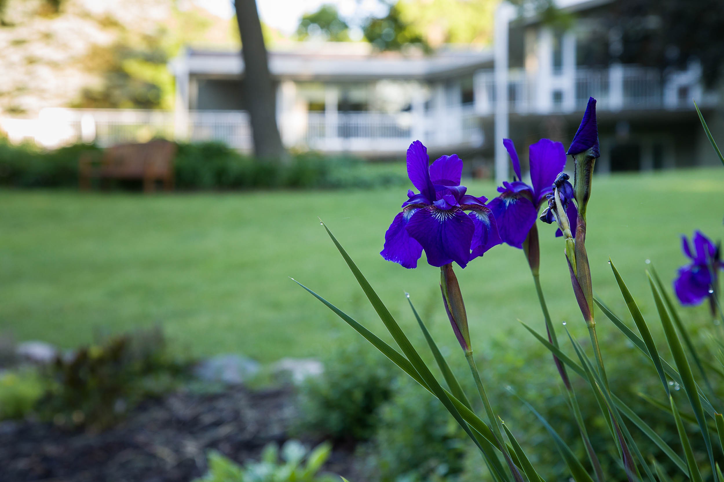 Carolyn Piepho - Iris on house grounds.jpg