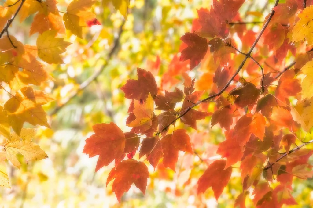 autumncolors03.jpg