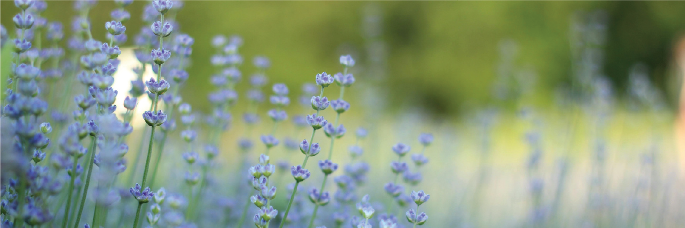 Spring Summer Flowers.png