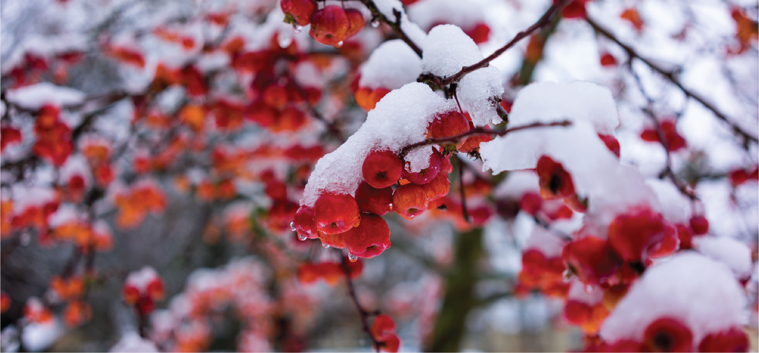 Winter Image for Website (cropped version).png