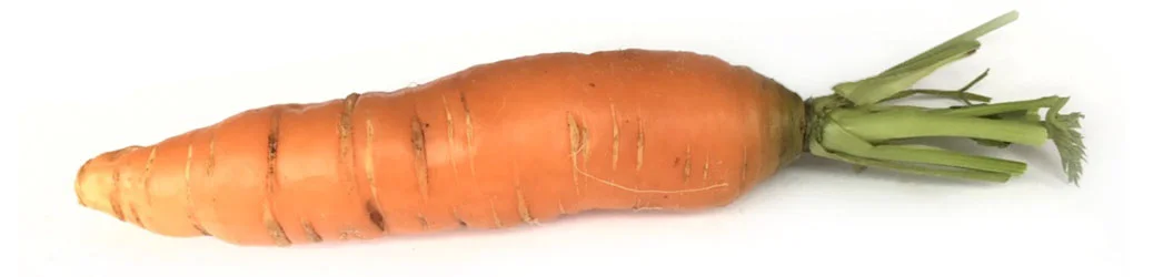 isolated-midori-farm-carrot.jpg