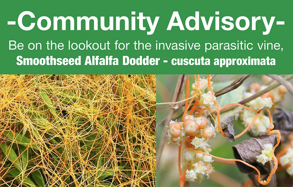 Dodder advisory photo.jpg