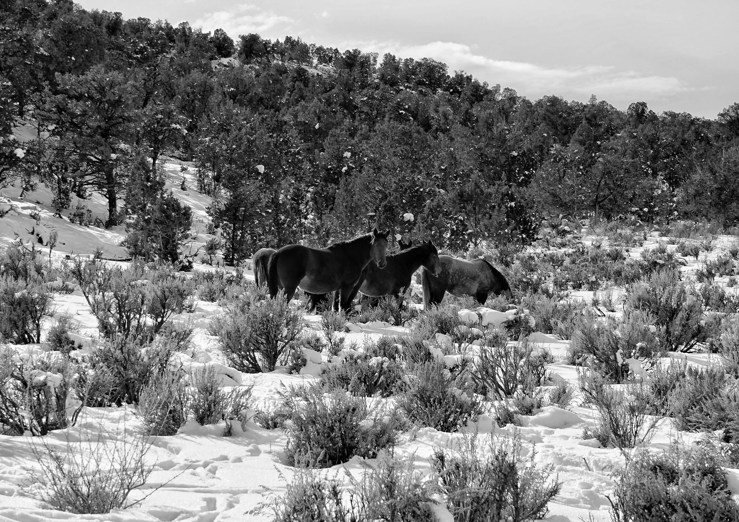 DSC02566-01.jpeg