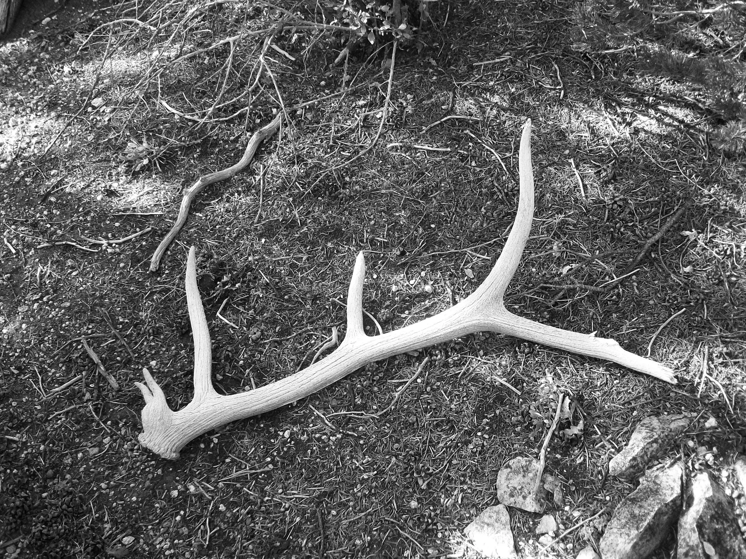 Elk Words — Beast In A Cage