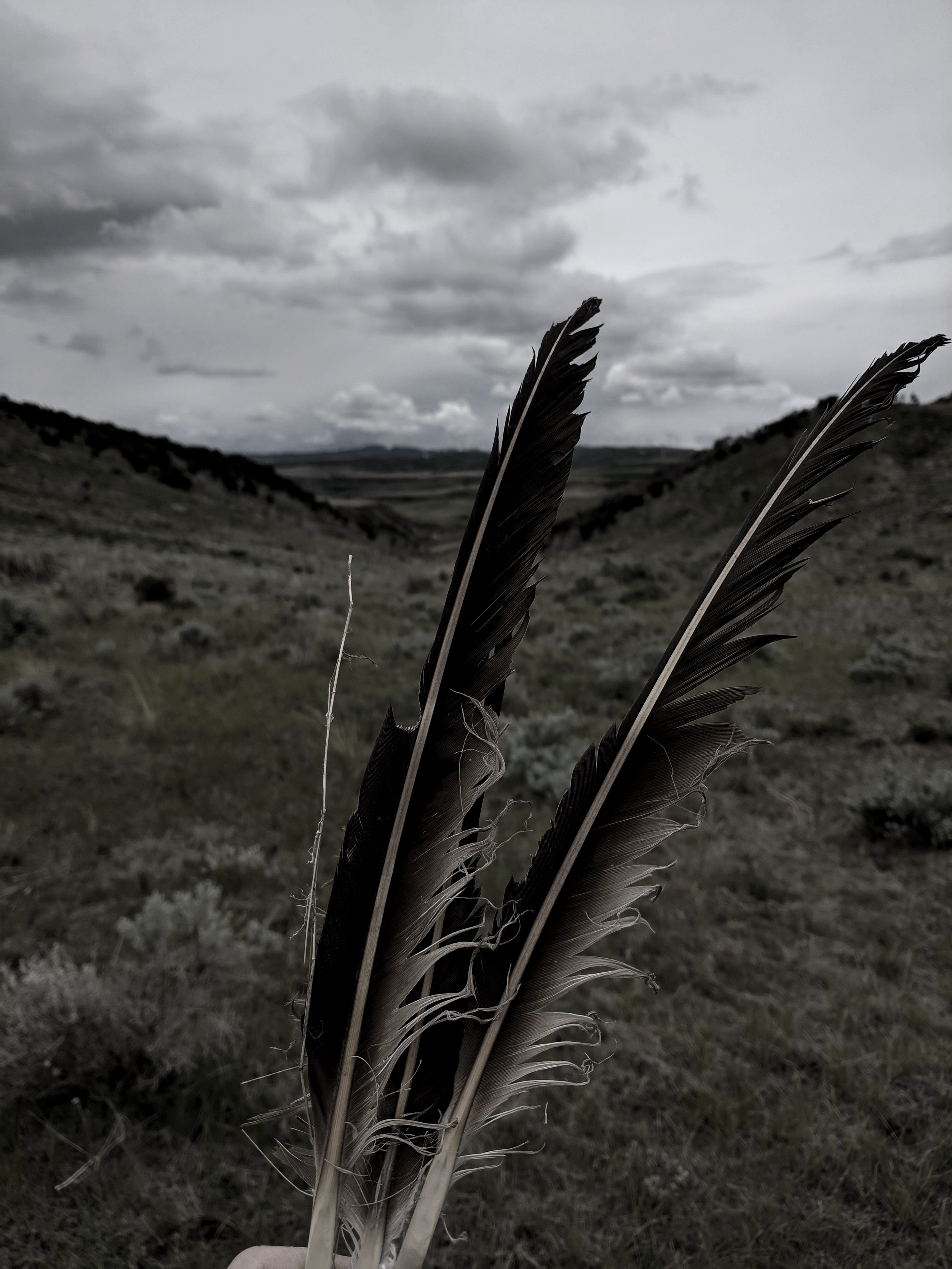 A 'Zombie' Plant Roams Free on the Wyoming Prairie