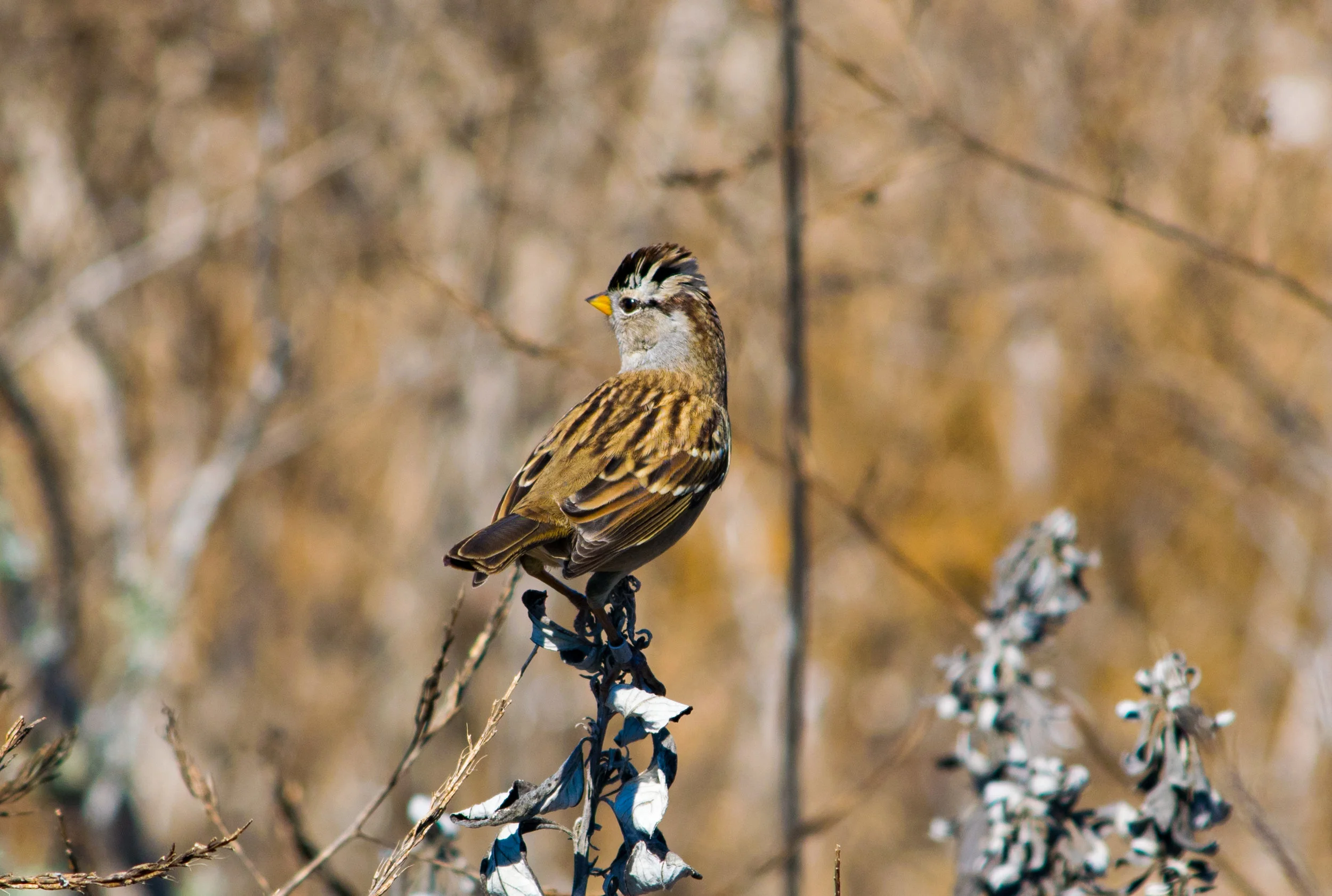 White-Crowned Sparrow