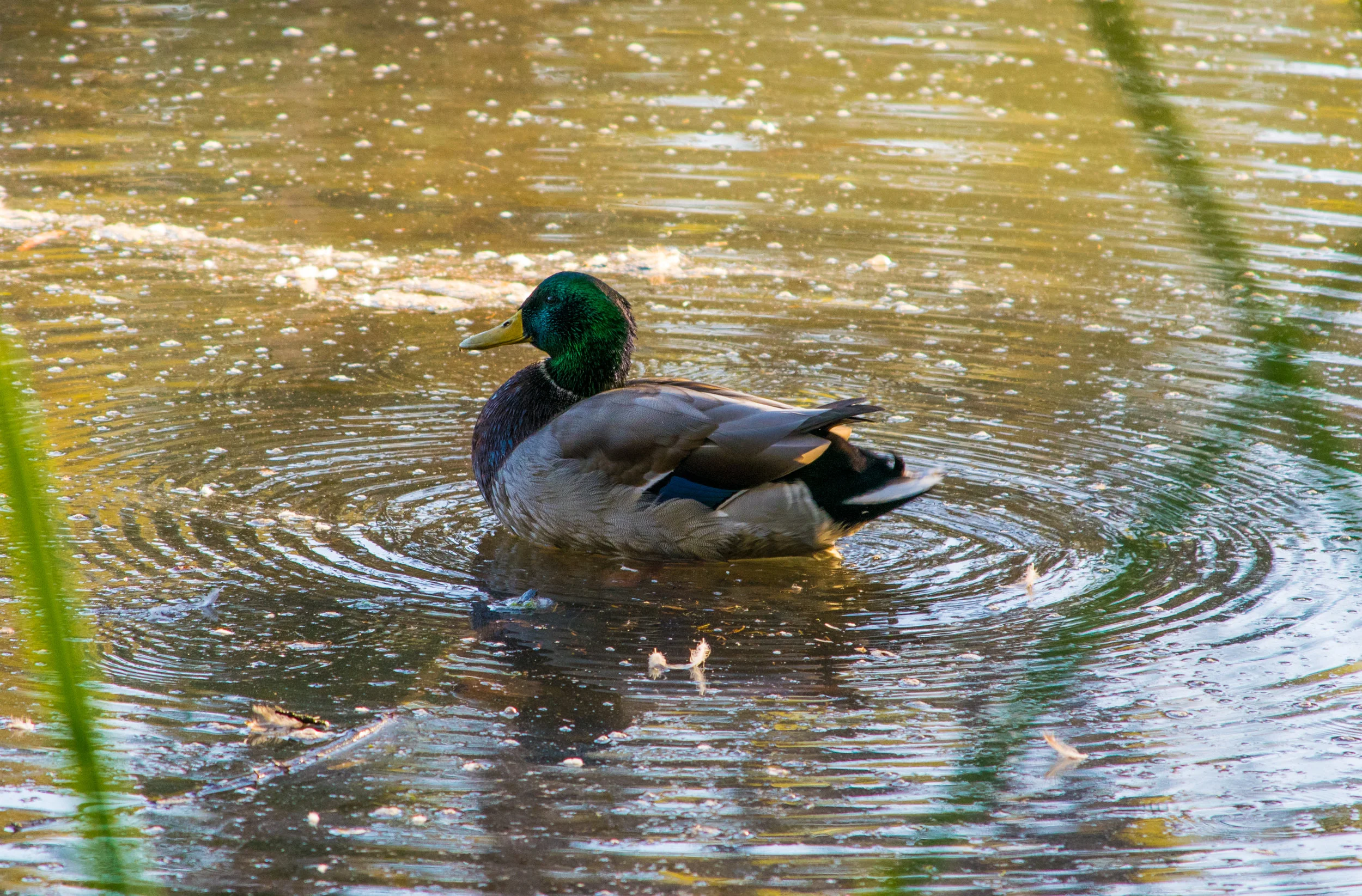 Mallard Duck