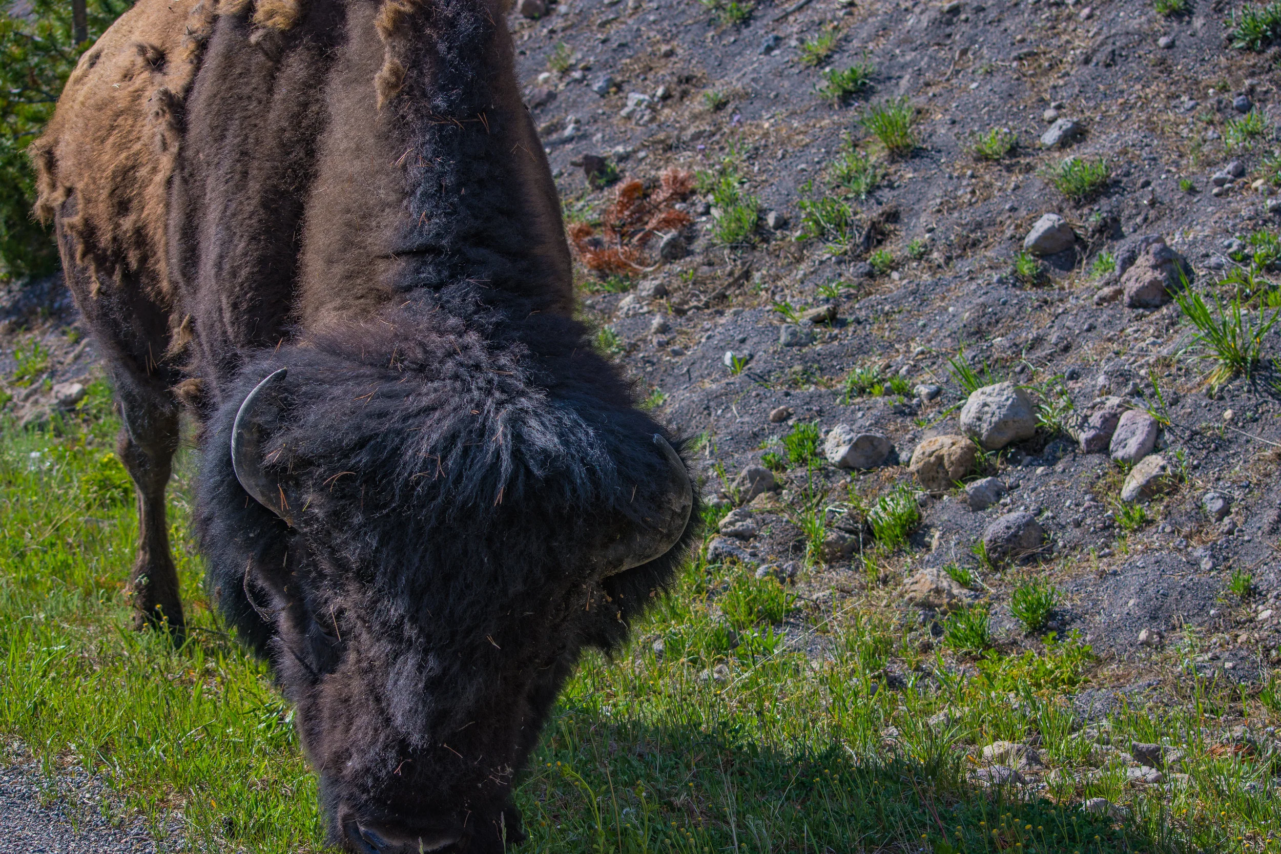 Bison 1