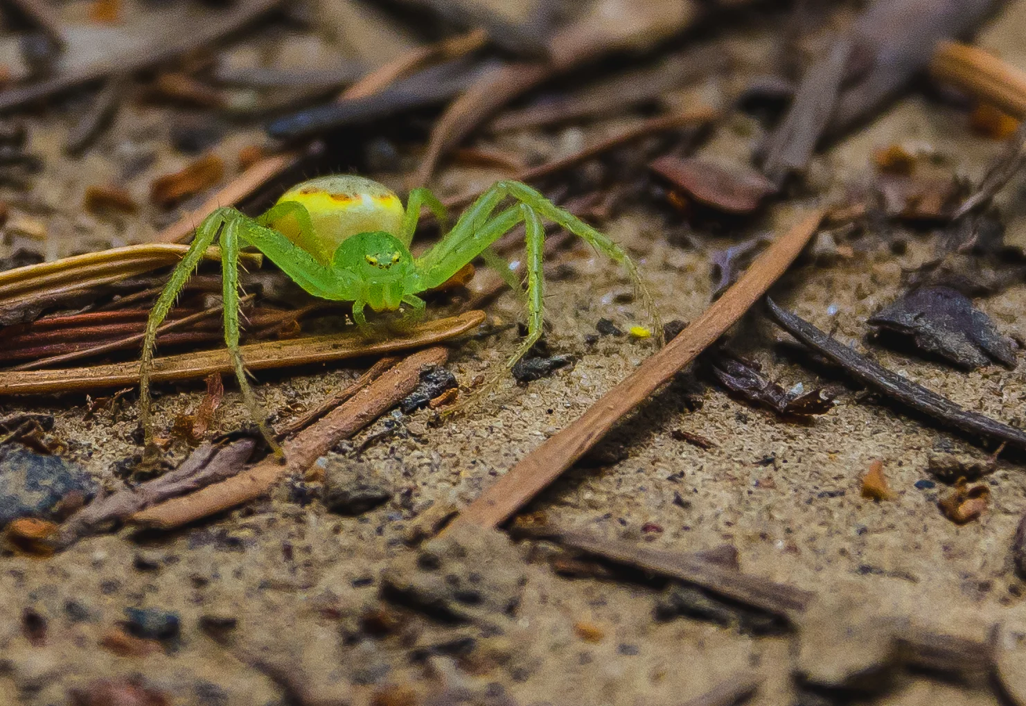 Green Lynx Spider