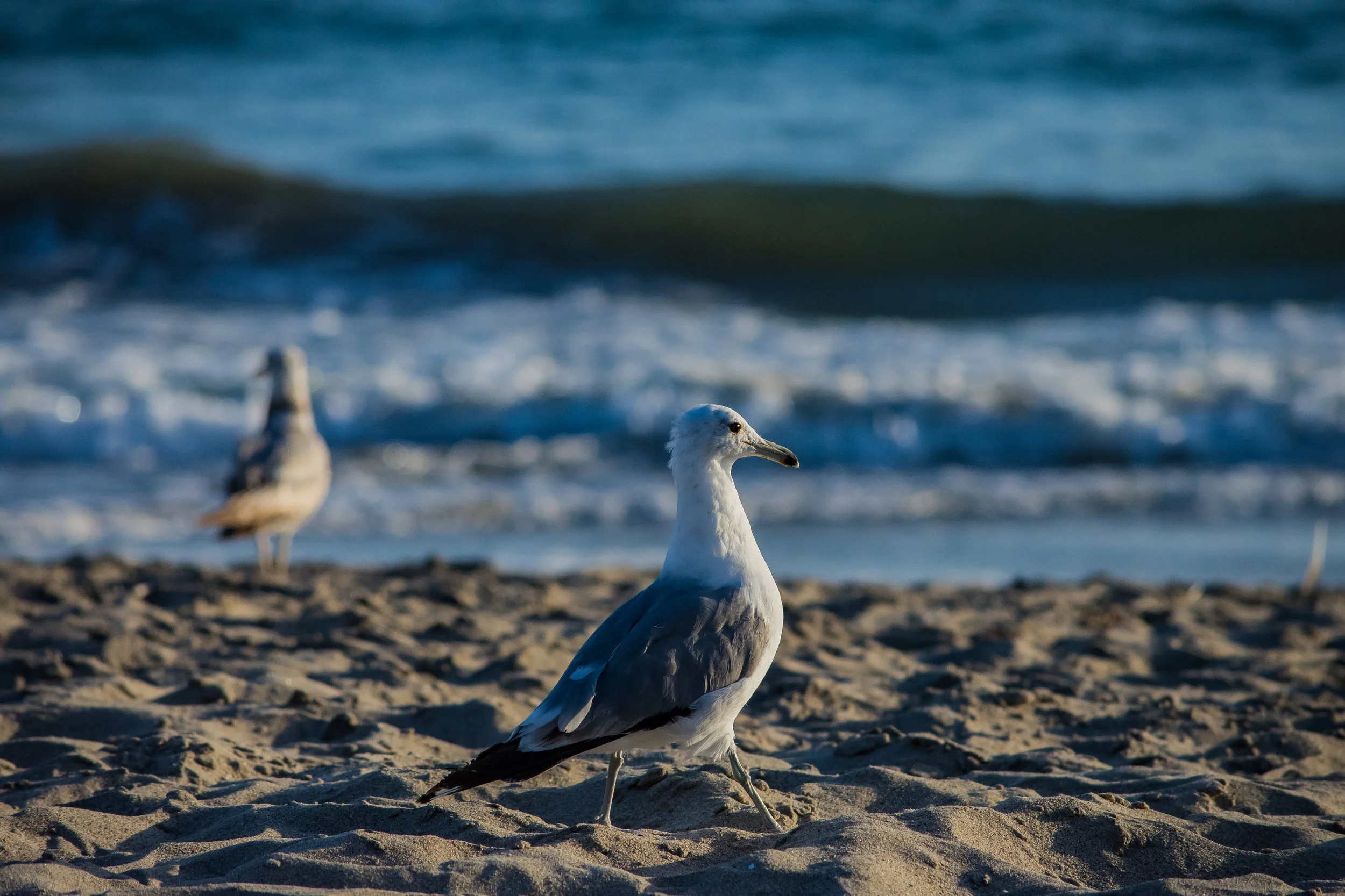 Gull