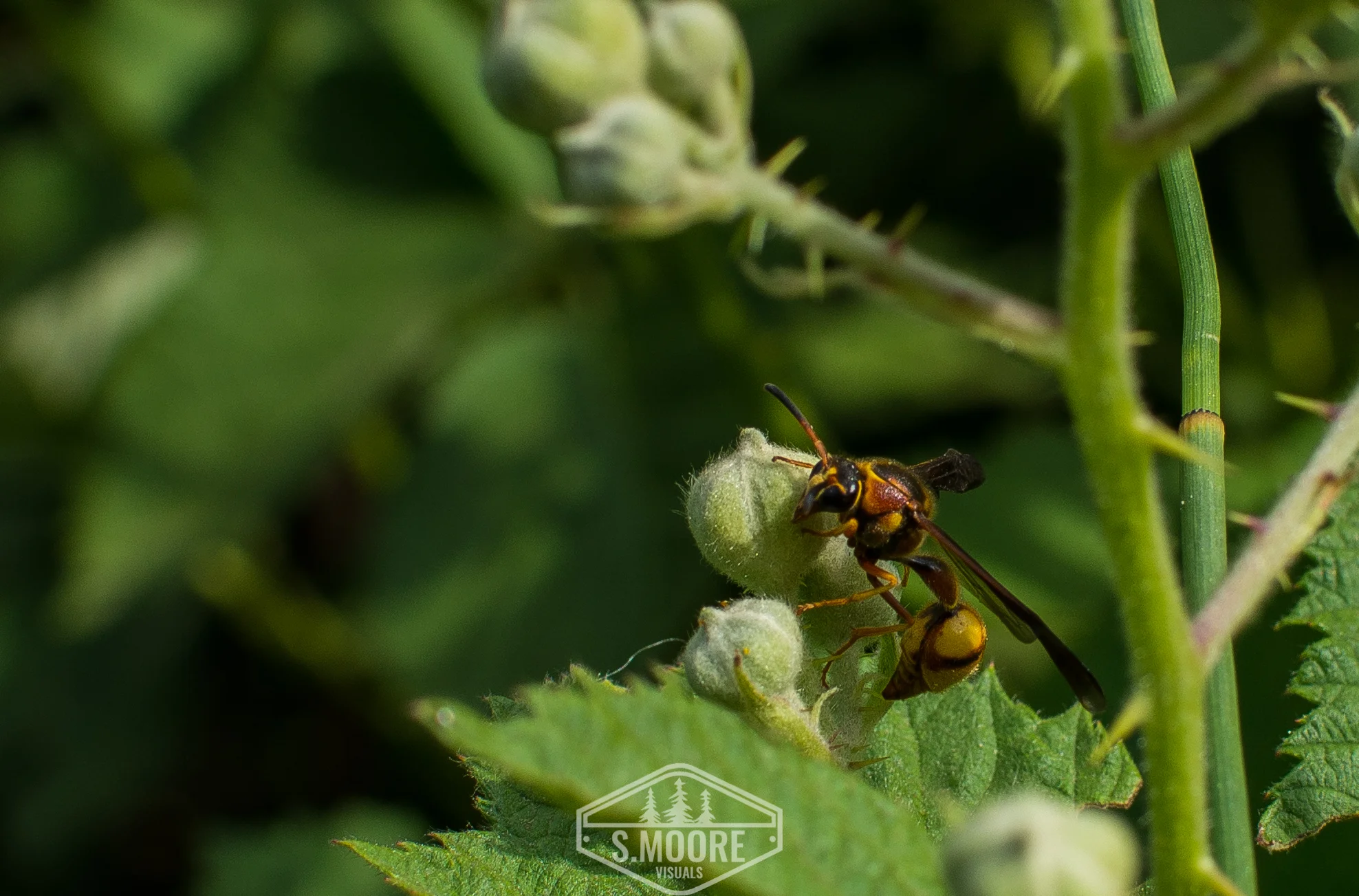 Wasp