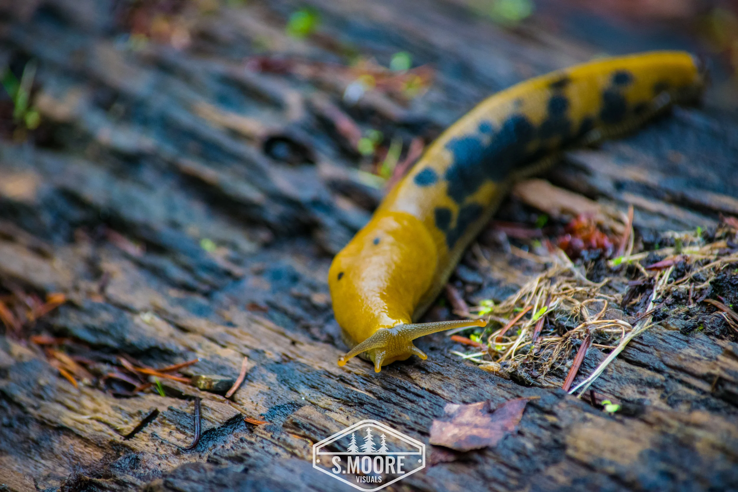 "Ripe" Banana Slug
