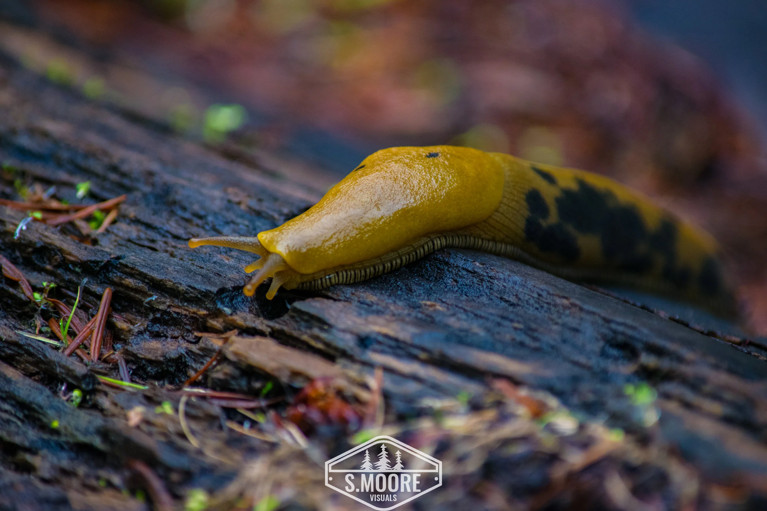 Banana Slug