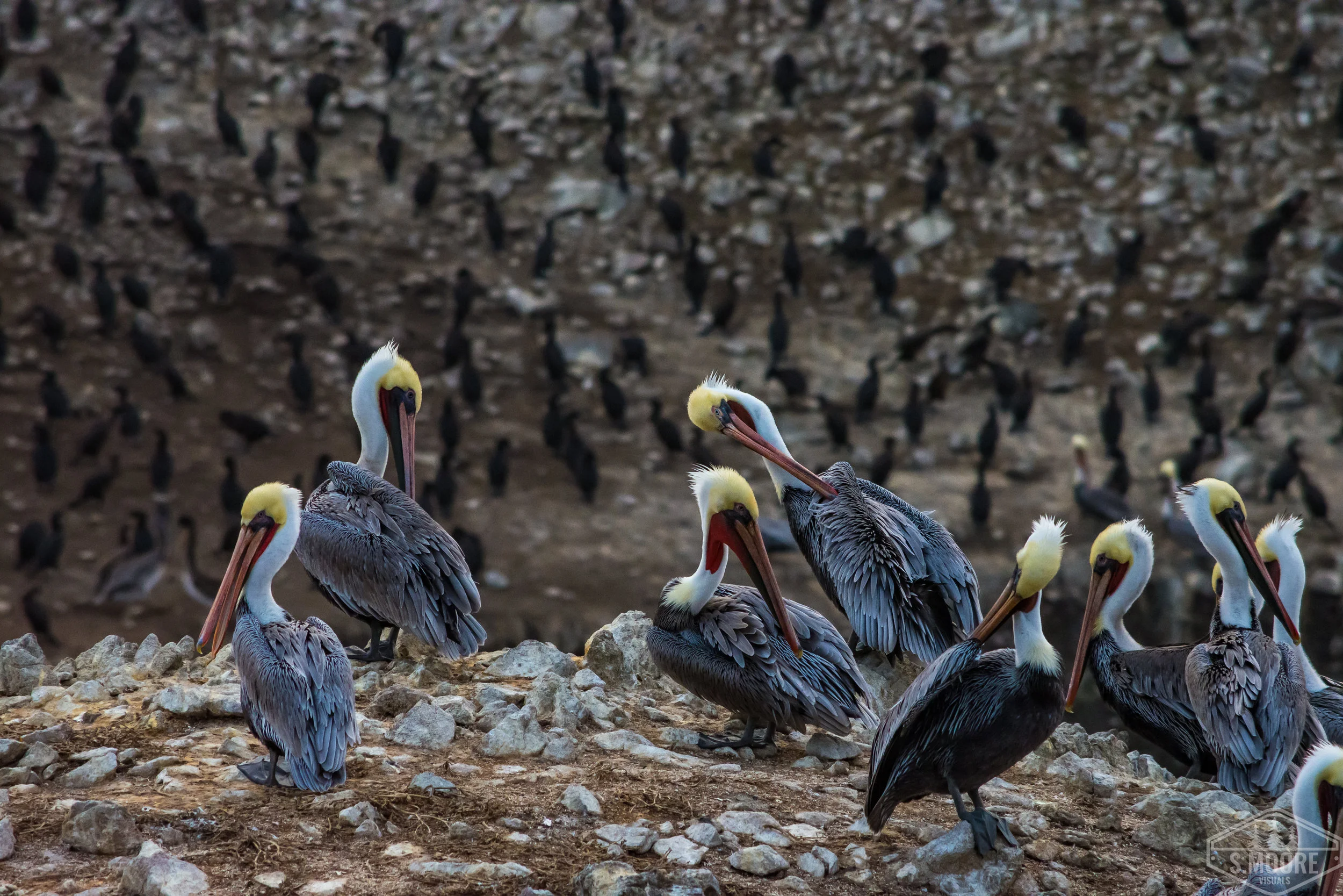 California Brown Pelicans Preening