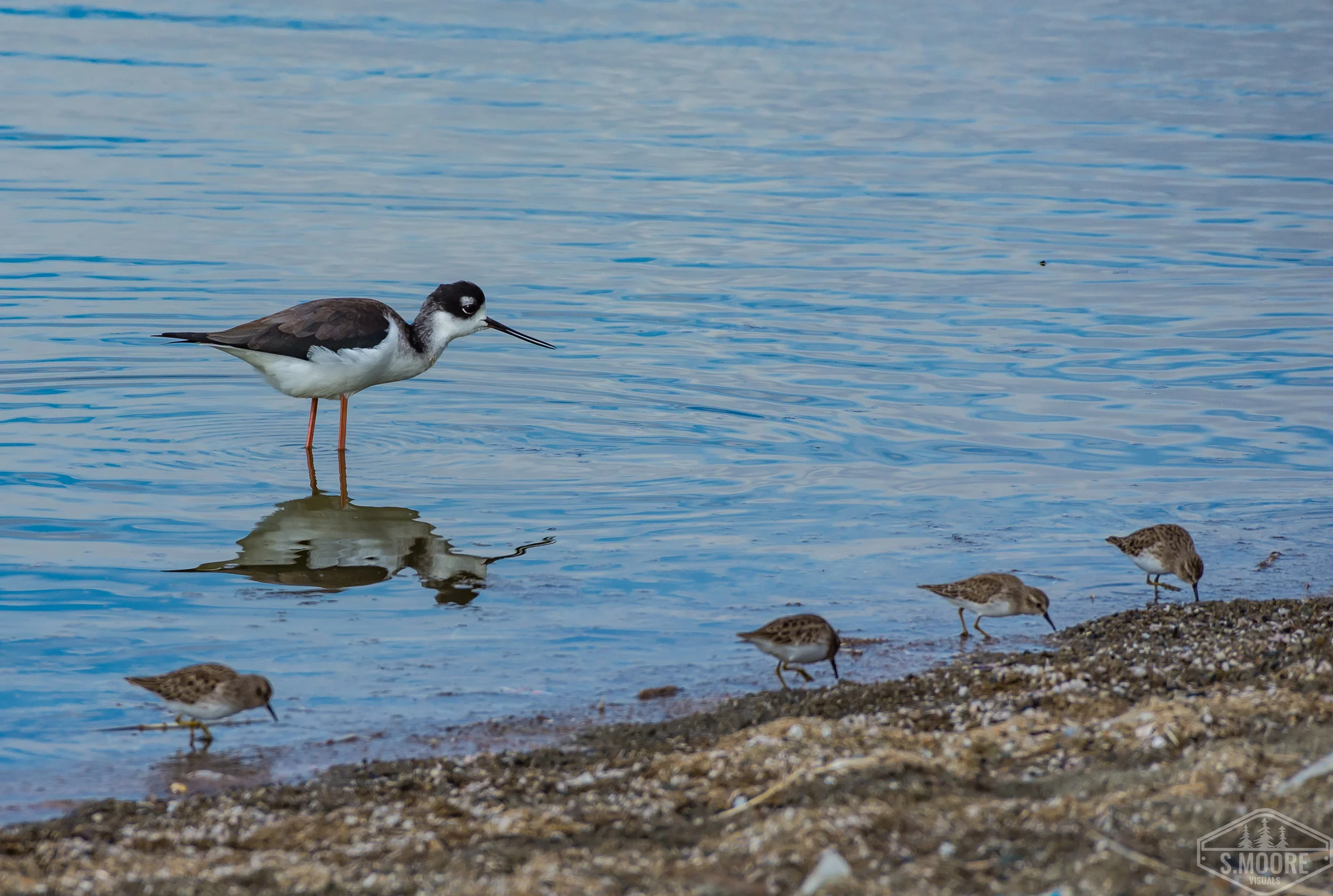 Black-Necked Stilt & Sanderlings