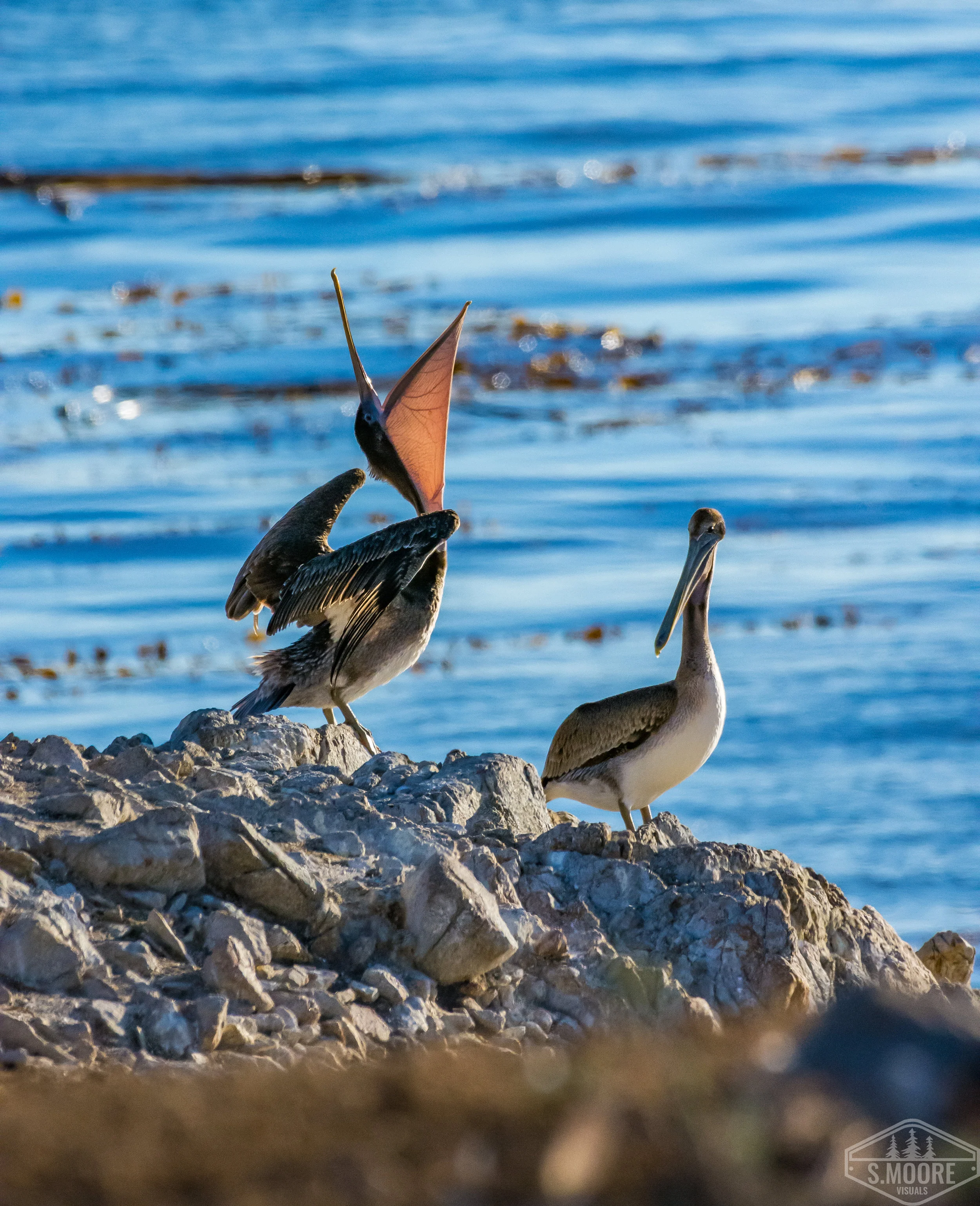 California Brown Pelican Stretching Bill